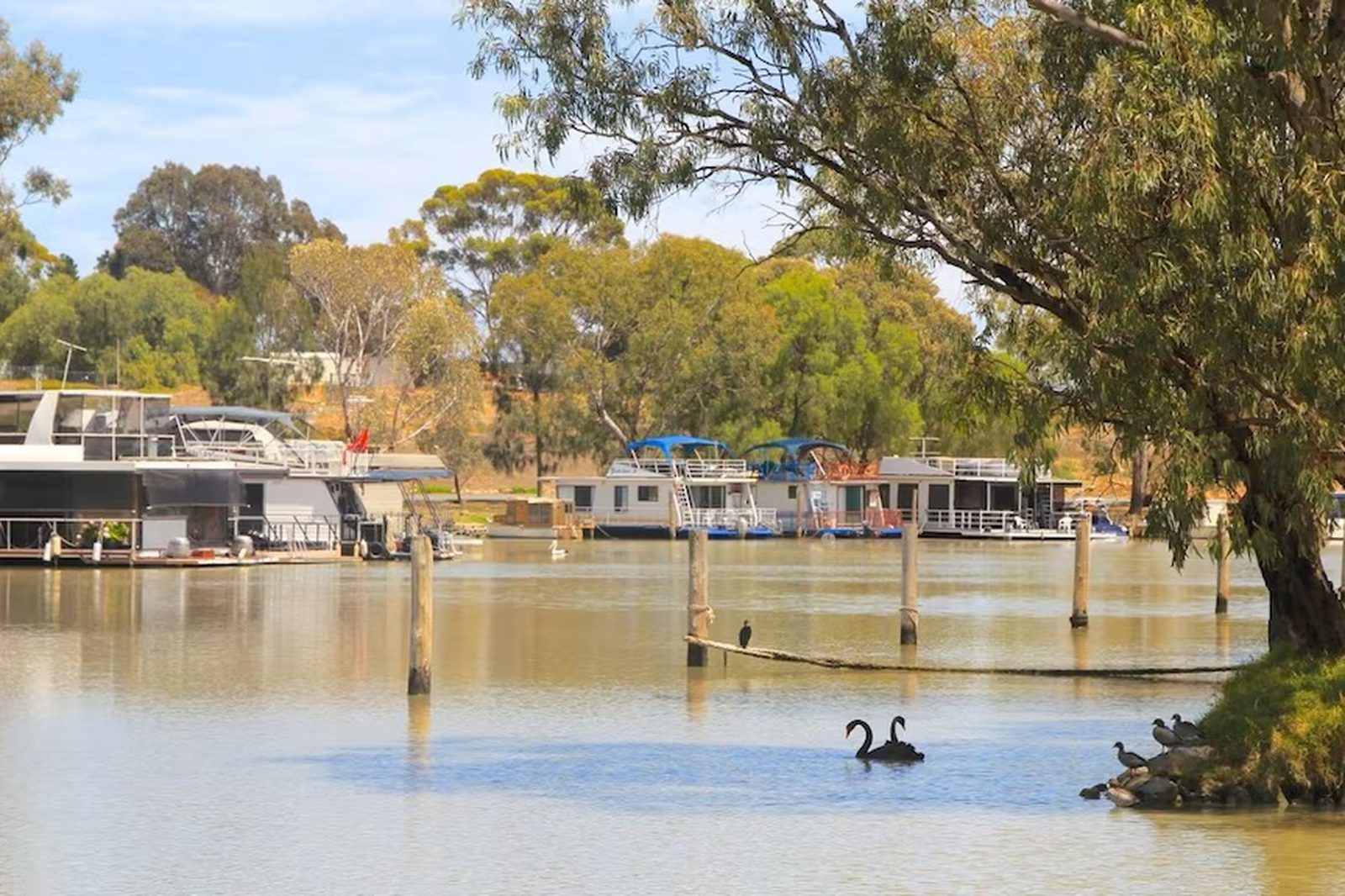 Two black swans on the Murray River with houseboats moored behind